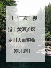 “三夏”视觉｜黄河滩区麦田大面积收割开启