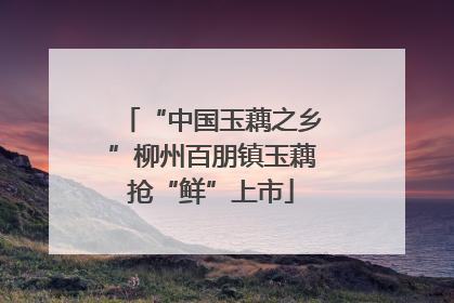 “中国玉藕之乡”柳州百朋镇玉藕抢“鲜”上市