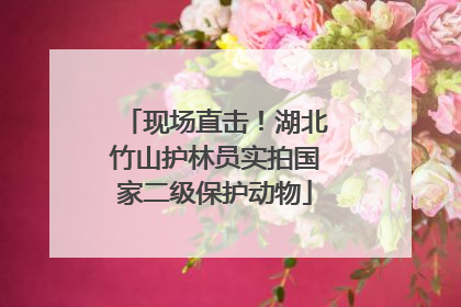 现场直击！湖北竹山护林员实拍国家二级保护动物