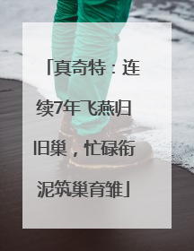 真奇特：连续7年飞燕归旧巢，忙碌衔泥筑巢育雏