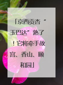 京西贡杏“玉巴达”熟了！它将牵手故宫、香山、颐和园