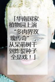 华南国家植物园上演“多肉界玫瑰传奇”，从呆萌树干到炸裂种子全是戏！