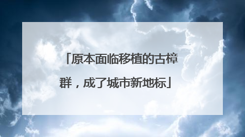 原本面临移植的古樟群，成了城市新地标