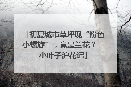 初夏城市草坪现“粉色小螺旋”，竟是兰花？ | 小叶子沪花记