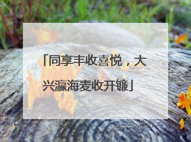 同享丰收喜悦，大兴瀛海麦收开镰