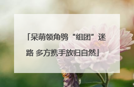 呆萌领角鸮“组团”迷路 多方携手放归自然