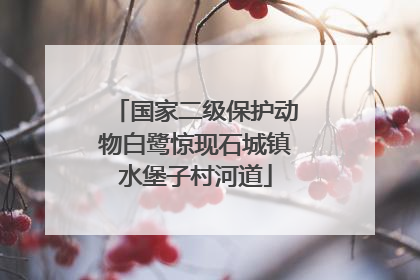 国家二级保护动物白鹭惊现石城镇水堡子村河道