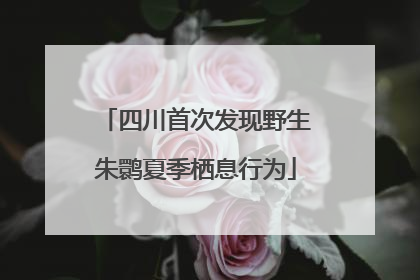四川首次发现野生朱鹮夏季栖息行为