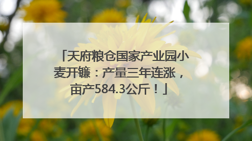 天府粮仓国家产业园小麦开镰：产量三年连涨，亩产584.3公斤！