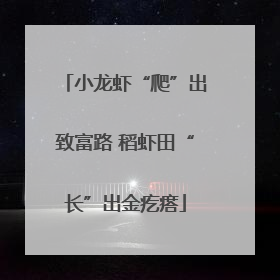 小龙虾“爬”出致富路 稻虾田“长”出金疙瘩