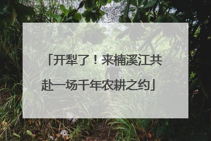 开犁了！来楠溪江共赴一场千年农耕之约