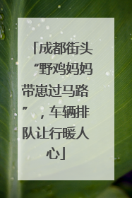成都街头“野鸡妈妈带崽过马路”，车辆排队让行暖人心