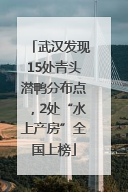 武汉发现15处青头潜鸭分布点，2处“水上产房”全国上榜