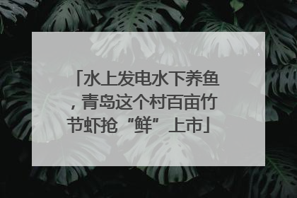 水上发电水下养鱼，青岛这个村百亩竹节虾抢“鲜”上市