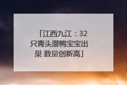 江西九江：32只青头潜鸭宝宝出巢 数量创新高