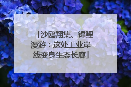 沙鸥翔集、锦鲤漫游：这处工业岸线变身生态长廊