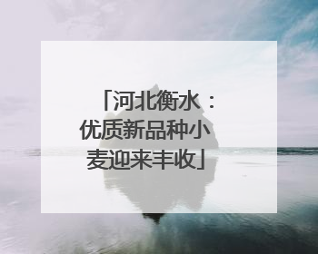 河北衡水：优质新品种小麦迎来丰收