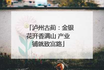 泸州古蔺：金银花开香满山 产业铺就致富路