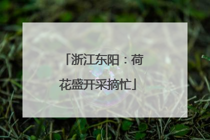浙江东阳：荷花盛开采摘忙