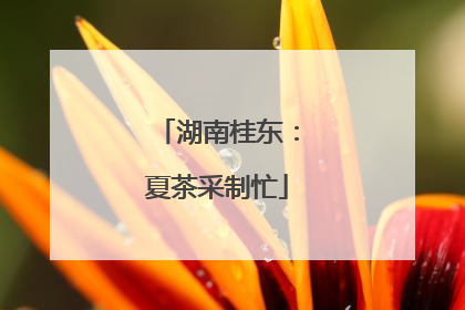 湖南桂东：夏茶采制忙