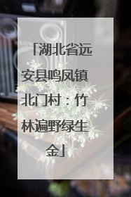 湖北省远安县鸣凤镇北门村：竹林遍野绿生金