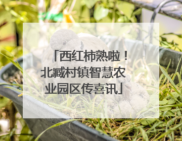 西红柿熟啦！北臧村镇智慧农业园区传喜讯
