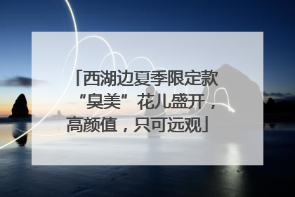 西湖边夏季限定款“臭美”花儿盛开，高颜值，只可远观