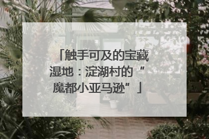 触手可及的宝藏湿地：淀湖村的“魔都小亚马逊”