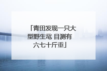 青田发现一只大型野生鼋 目测有六七十斤重