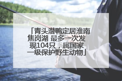 青头潜鸭定居淮南焦岗湖 最多一次发现104只，属国家一级保护野生动物