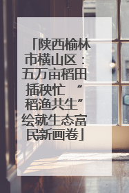 陕西榆林市横山区：五万亩稻田插秧忙 “稻渔共生”绘就生态富民新画卷