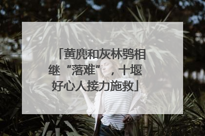 黄麂和灰林鸮相继“落难”，十堰好心人接力施救