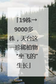 19株→9000多株，天台这一珍稀植物“坐飞的”生长